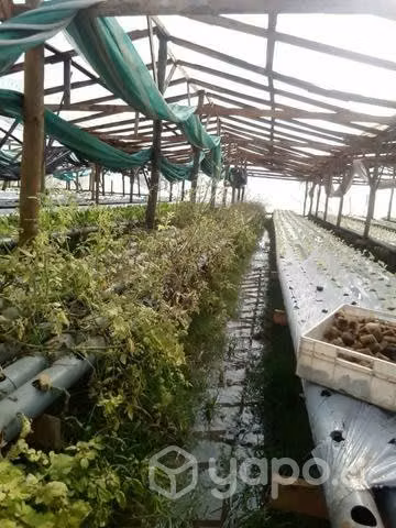 Terreno con sistema hidropónico