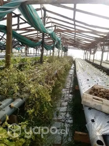 Terreno con sistema hidropónico