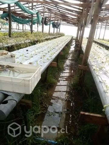 Terreno con sistema hidropónico
