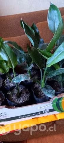 Aves del paraíso, cuerno de alce,etc - Imagen 4
