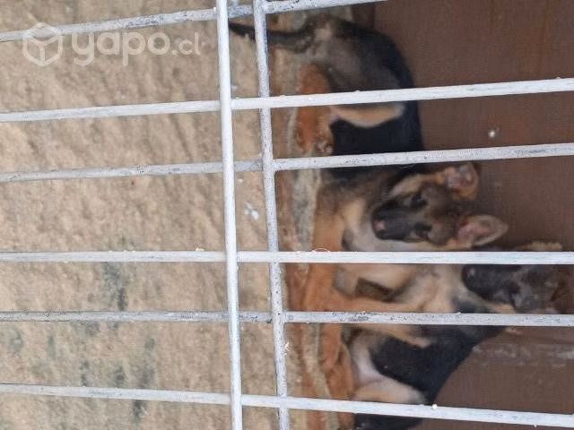 Pastores cachorros