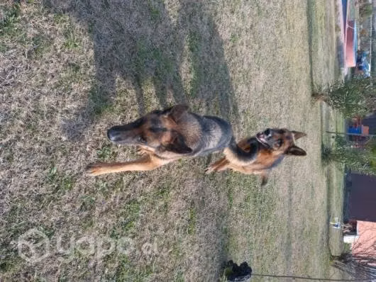 Pastores cachorros