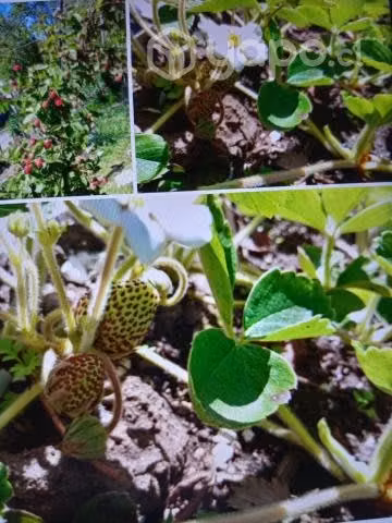 Frutilla blanca