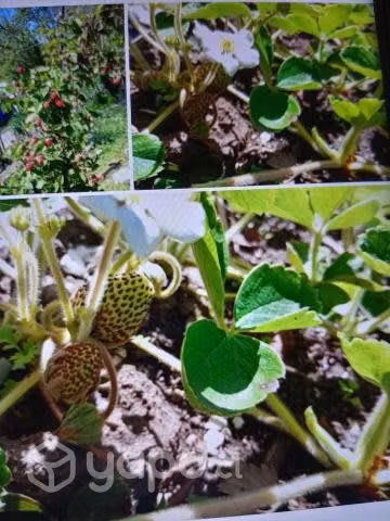 Frutilla blanca