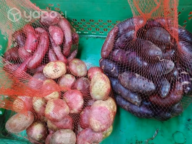 Papas nativa