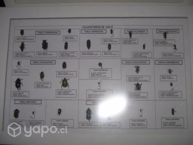 Insectos plaga