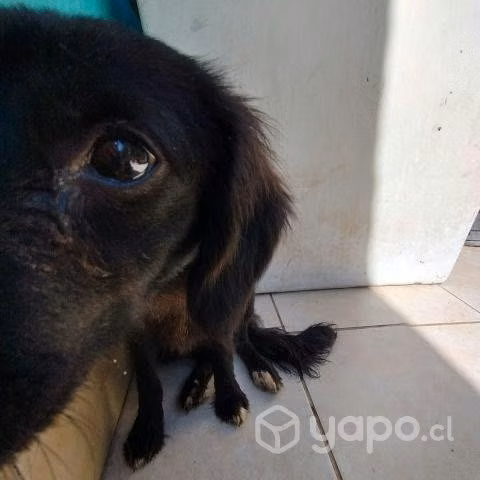RAFFLESIA, hermosa perrita mezcla papillon