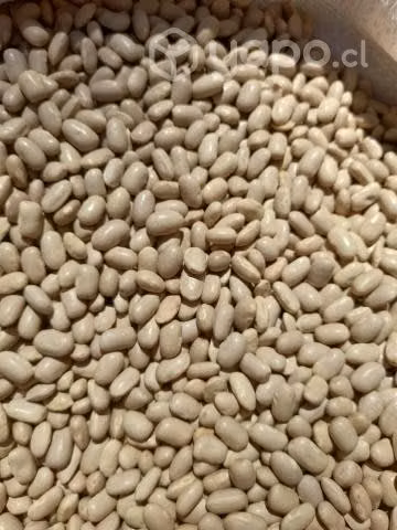 Porotos sorzal