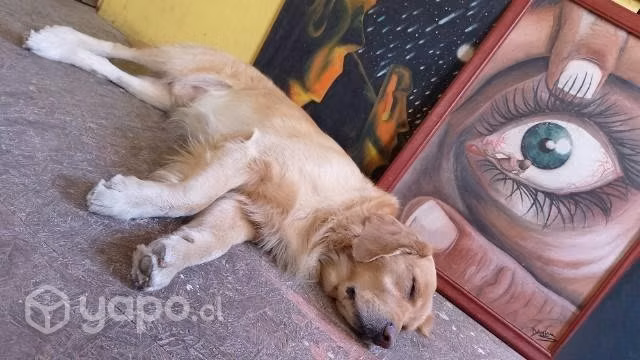 Busco polola, yo Golden.