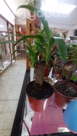 Plantas ornamentales