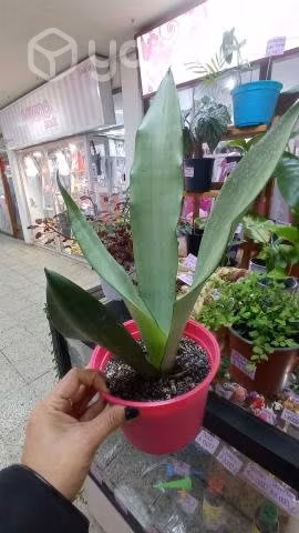 Plantas ornamentales