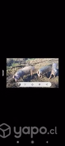 Cerditos maltones - Imagen 3