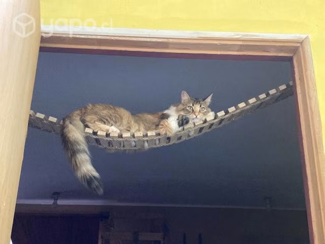 Catio