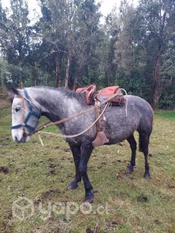 Yegua