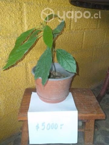 Hierbas, Miel, plantas y tierra - Imagen 6