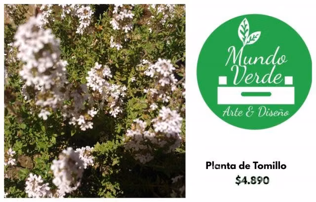 Plantas Laurel de cocina, Tomillo, Hortensias,etc - Imagen 2
