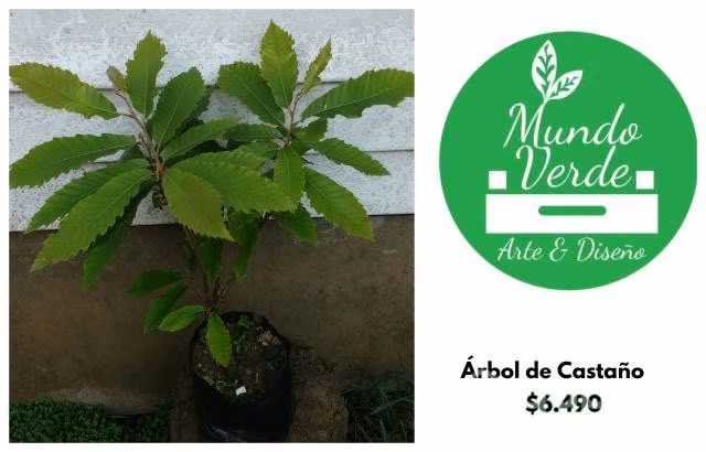 Plantas Laurel de cocina, Tomillo, Hortensias,etc - Imagen 5