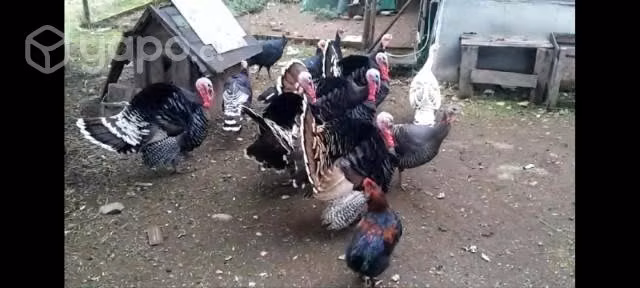 Pavos machos y hembras para criar