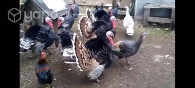 Pavos machos y hembras para criar