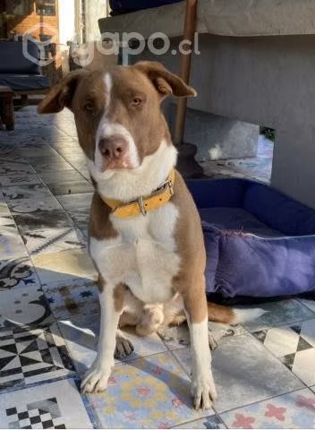 Regalo Perro Guardian - Imagen 2