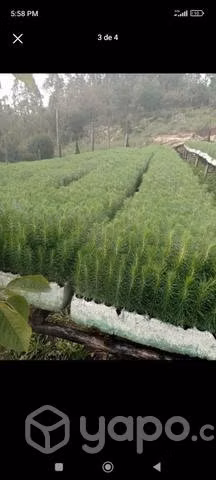 Vivero Forestal PINO RADIATA Y EUCALIPTUS GLÓBULUS