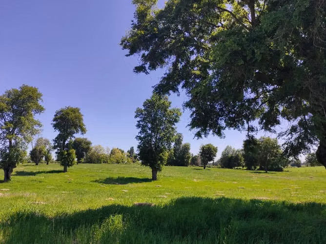 Vendo Hermosa Parcela En El Carmen, Sector Maipo Bajo