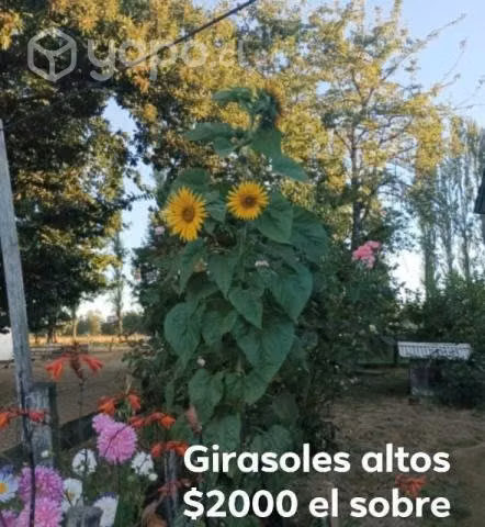 Girasoles y otras flores
