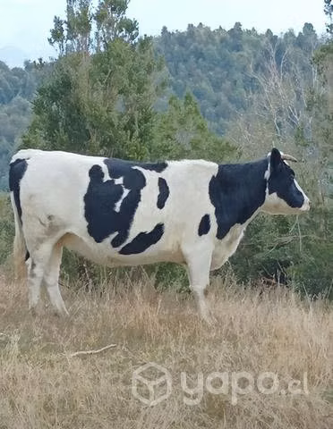 Vaca y vaquilla