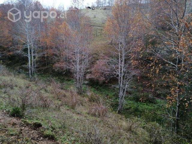 Terreno de 3.3 hectareas - Imagen 5