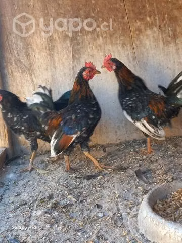 Gallitos de la pasión