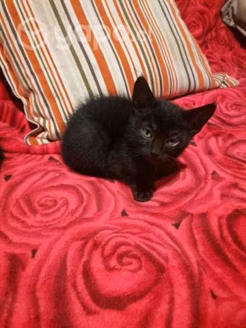 Regalo hermosos gatitos - Imagen 2