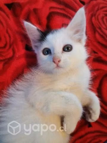 Regalo hermosos gatitos