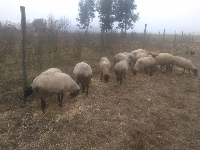 Ovejas