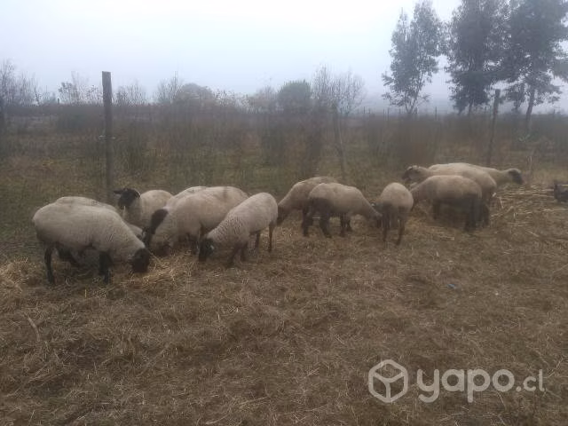 Ovejas