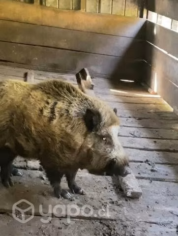 Barraco jabalí puro, listo para monta 2años imedio