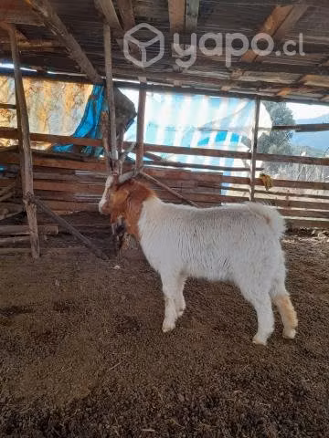 Chivo reproductor