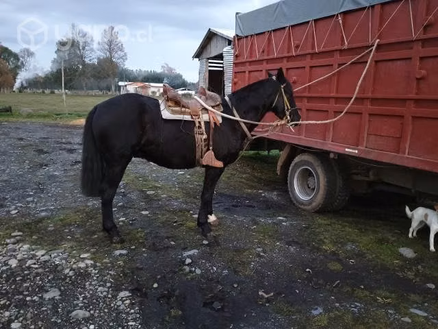 Caballos nuevo