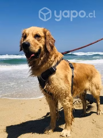 Busco Novia Golden Retriever