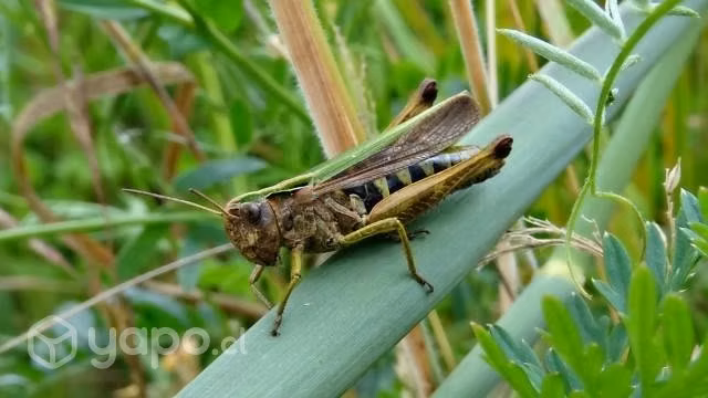 Saltamontes - Imagen 3