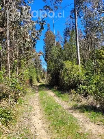 Se vende terreno en carahue (sector alto yupehue)