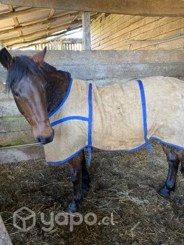 Caballo sano
