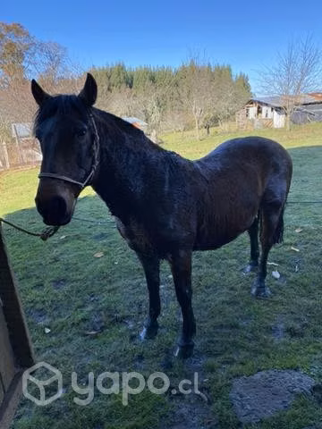 Caballo sano