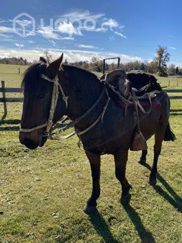 Caballo sano