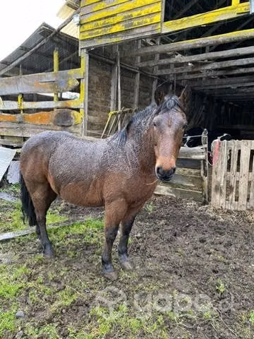 Caballo sano