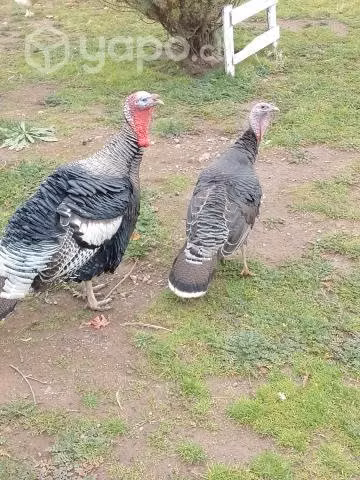 Pavos