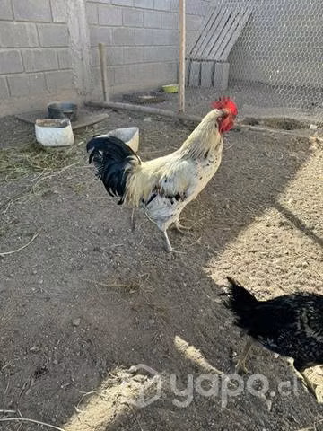 gallinas y Gallos