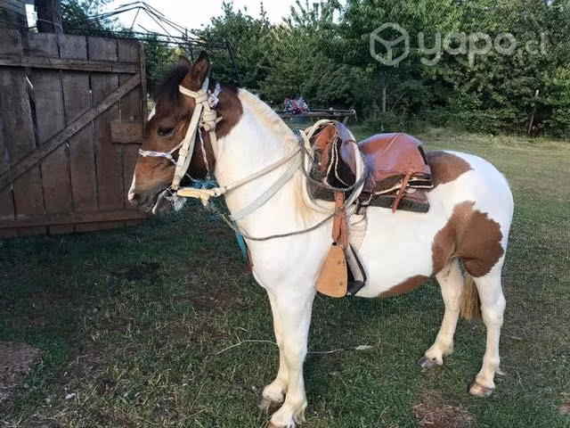 Potro pony