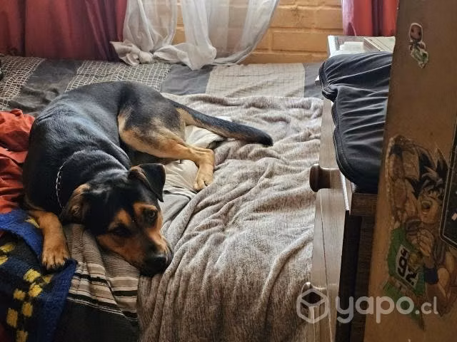 Doy en adopción