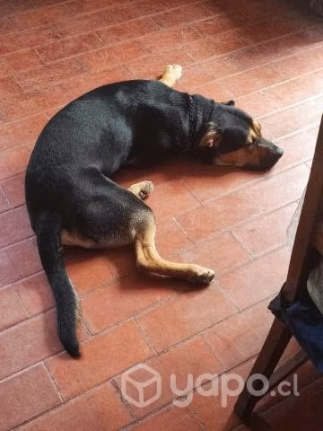 Doy en adopción