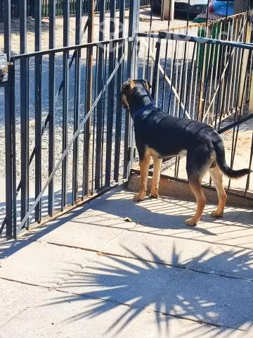 Doy en adopción